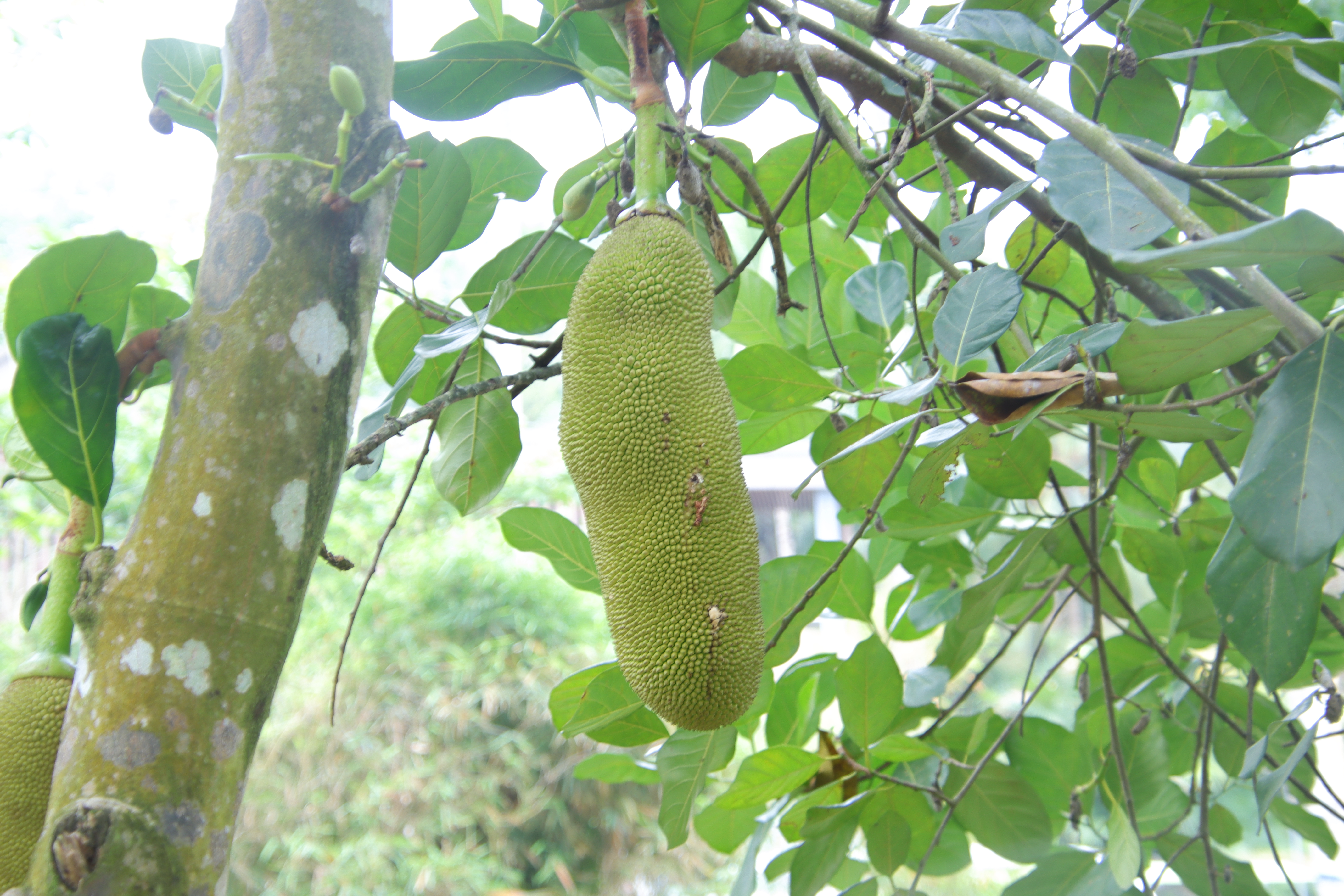 默认分类