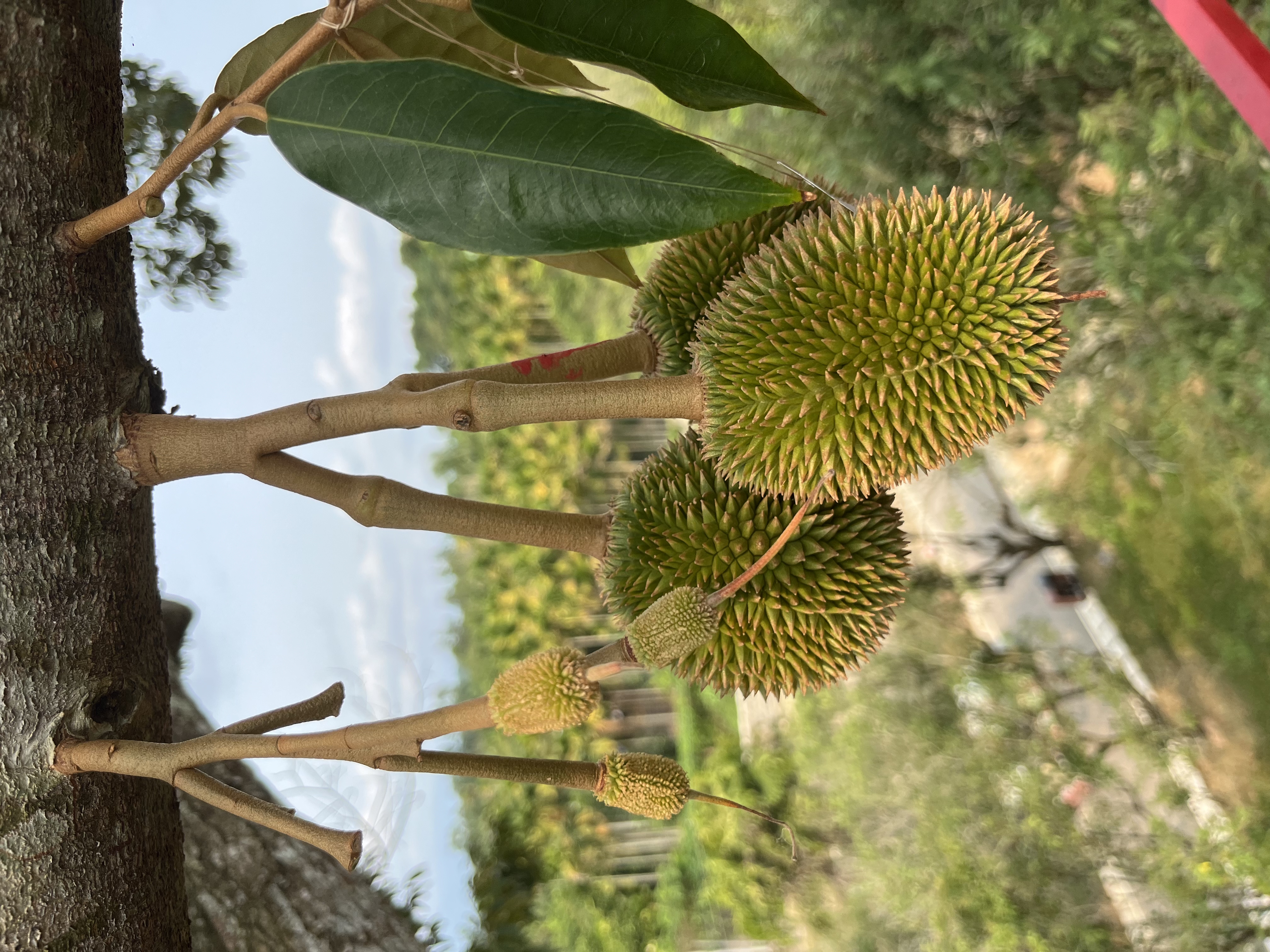 默认分类